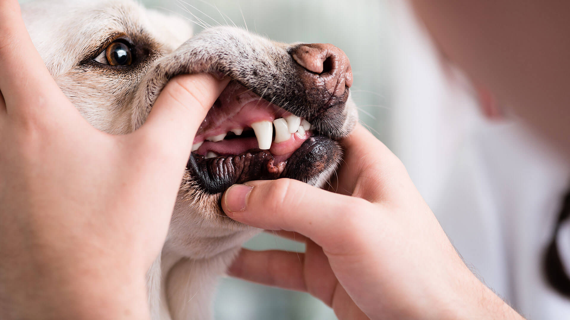 Pet dentistry